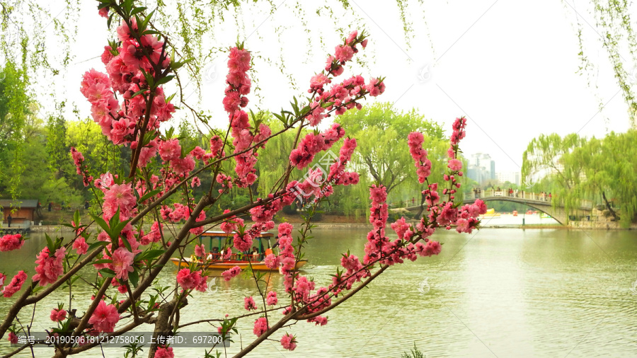 风景桃花