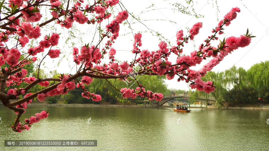 风景桃花