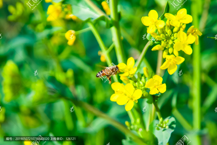 油菜花