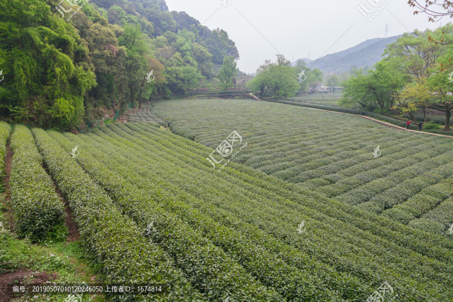 茶叶基地