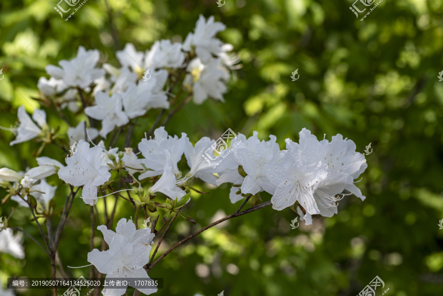 白杜鹃花