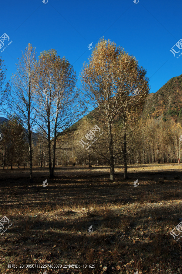 甘孜州新都桥甲根坝秋天