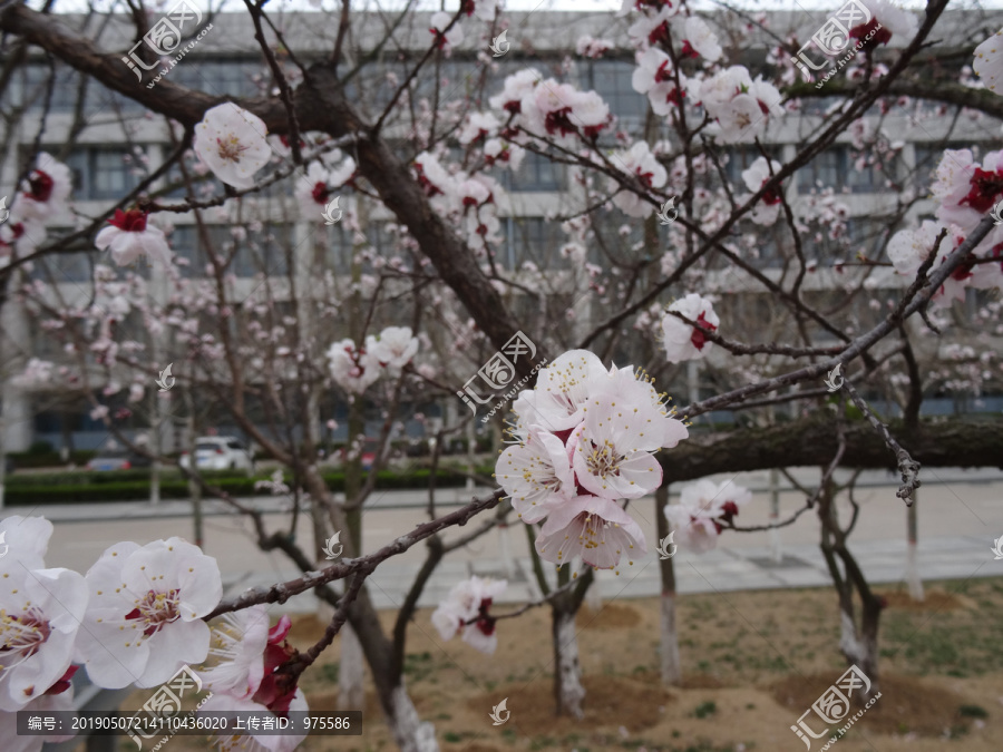 梅花