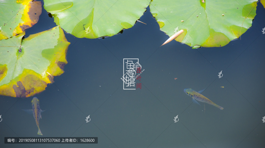 魚嬉蓮葉間