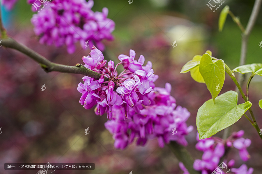 紫荆花