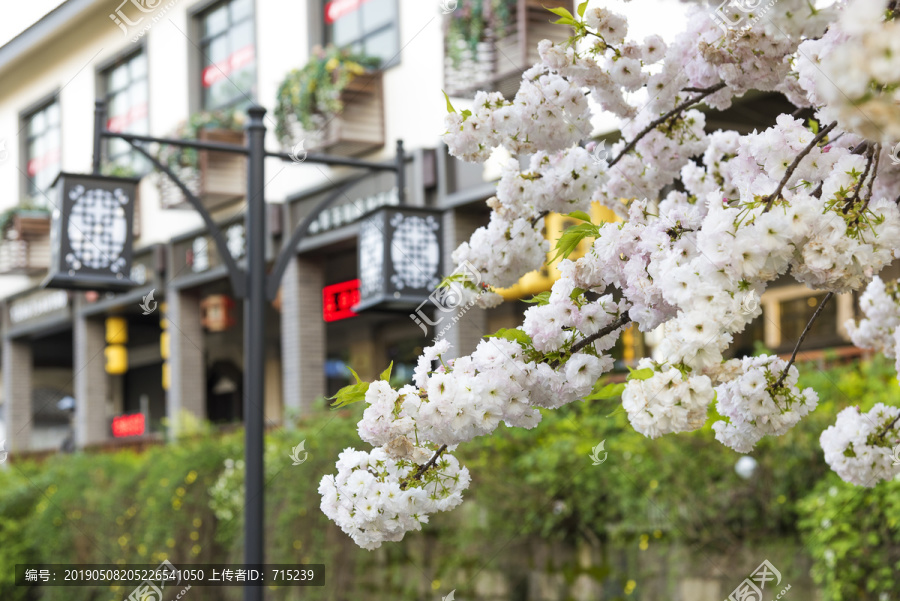 樱花