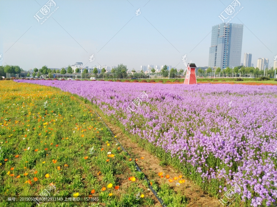 欧亚香花芥