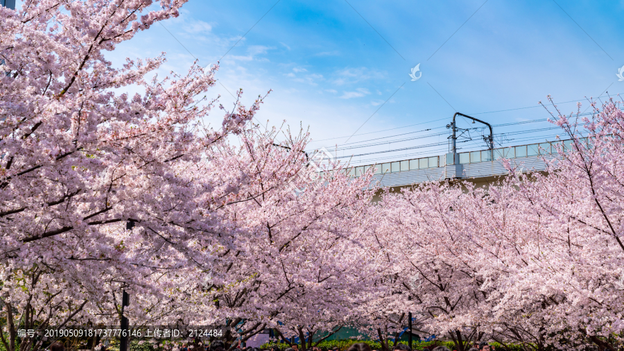 虹口樱花