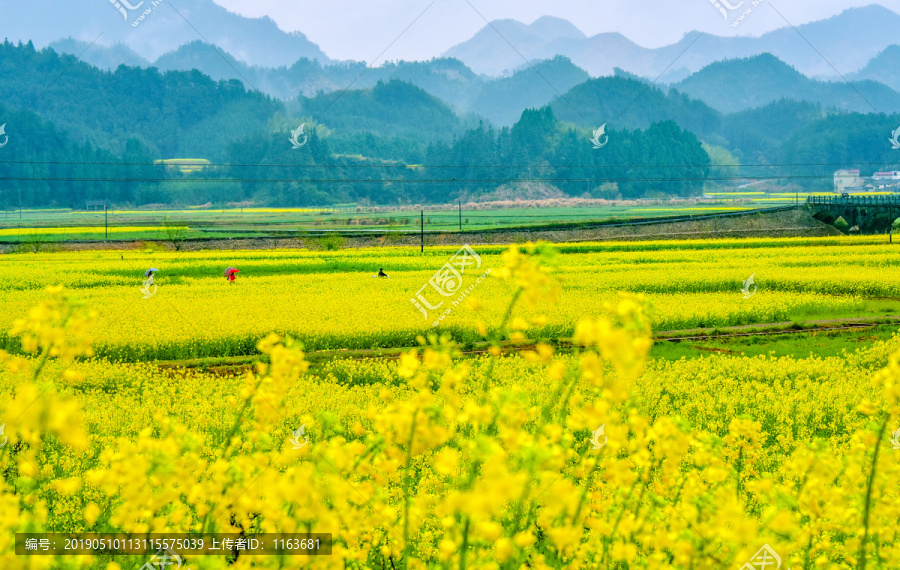 开化油菜花