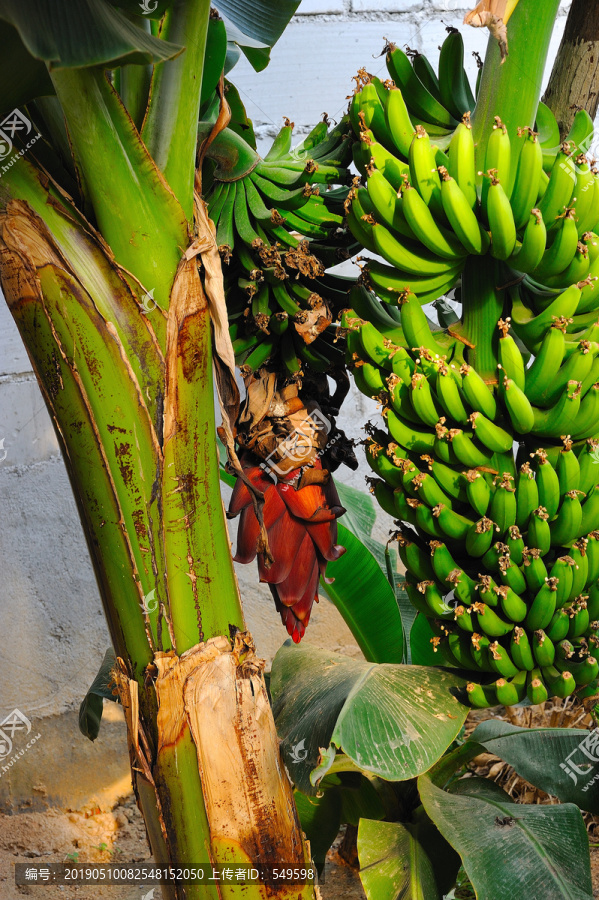 香蕉大棚种植