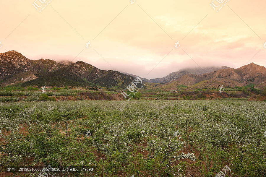 苹果种植基地