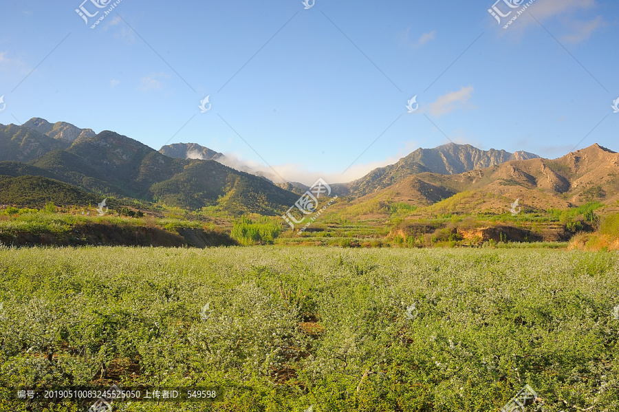 苹果种植基地