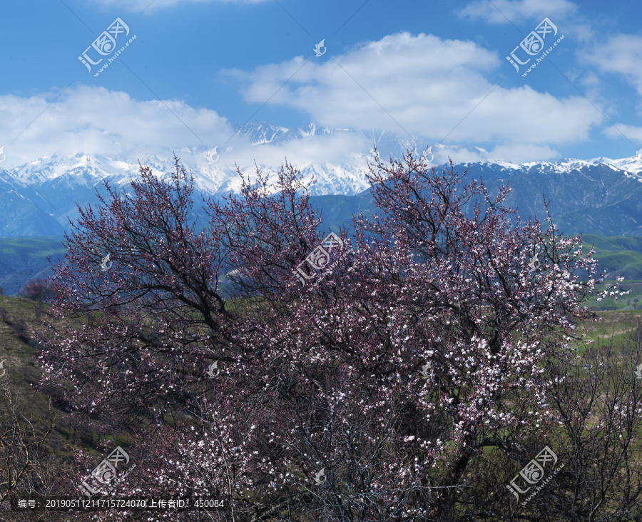 山野杏花