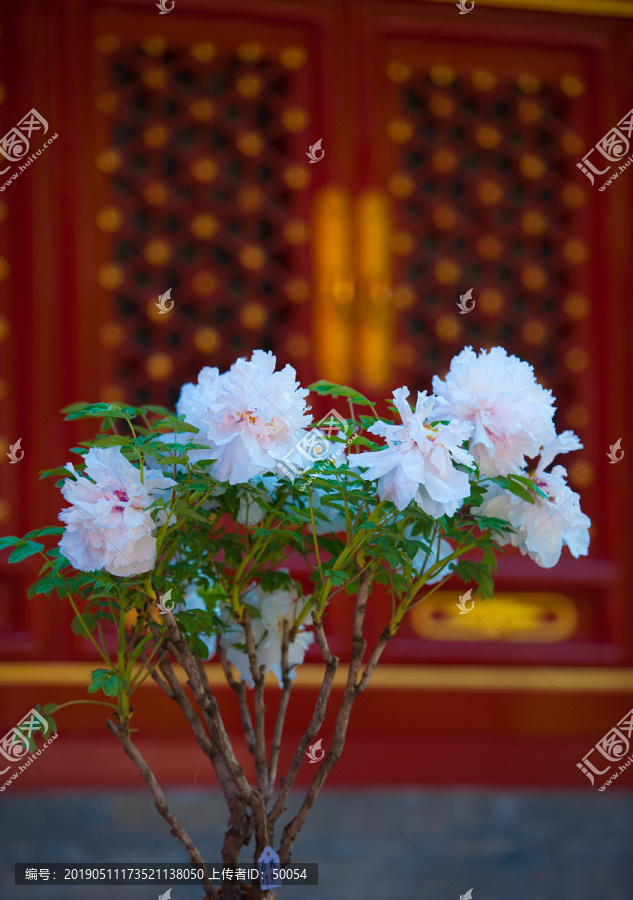 北京故宫盛开的牡丹花