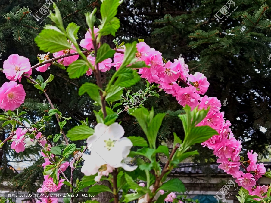 榆叶梅花