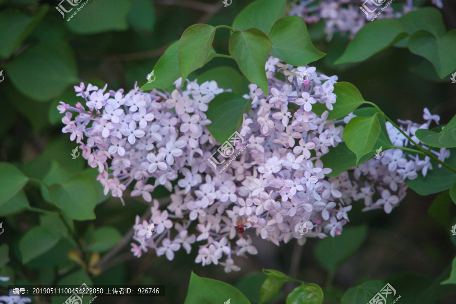 紫丁香花