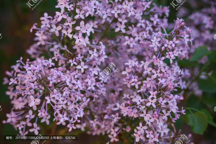 紫色丁香花