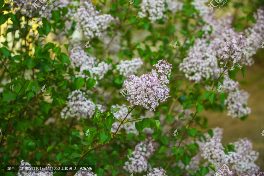 丁香花