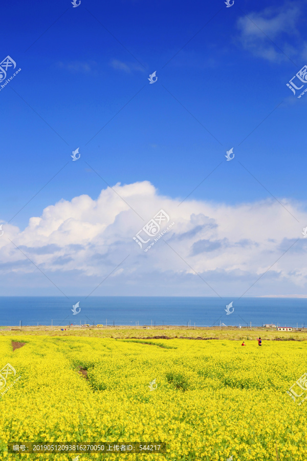 青海留念油菜花田园美景