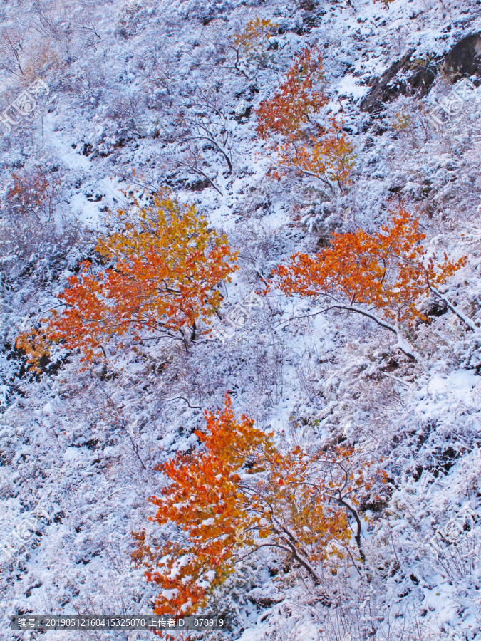 雪景