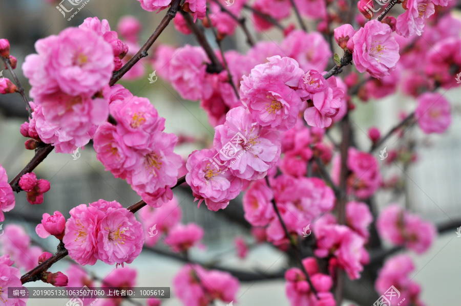 櫻花