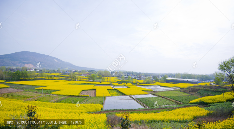 油菜花