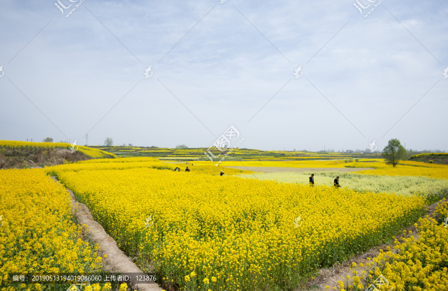 汉中油菜花