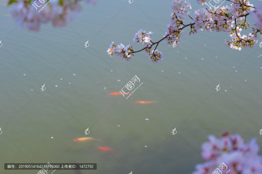 武汉东湖樱花园春季风光