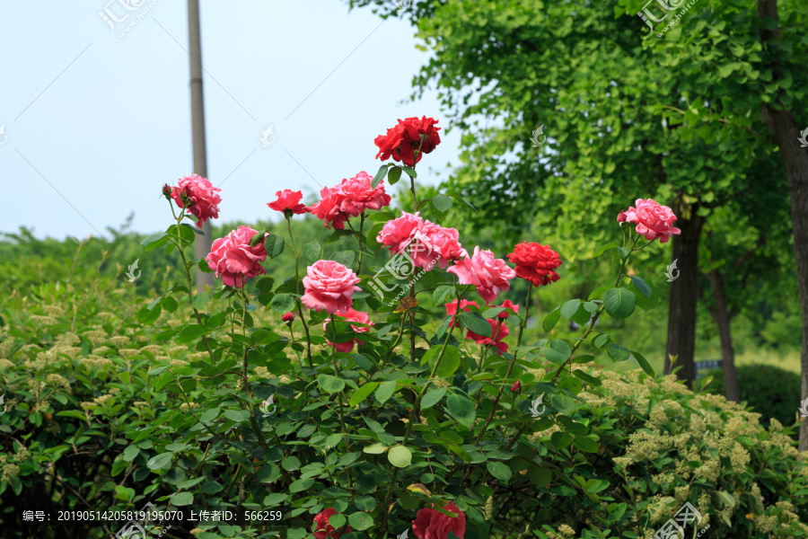 月季花