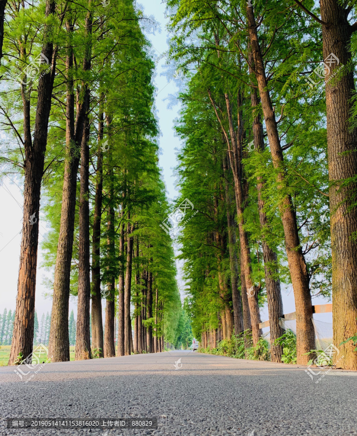 道路两旁水杉