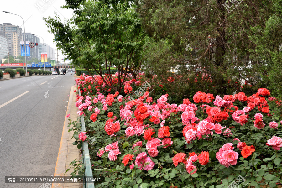 北京街头的月季花