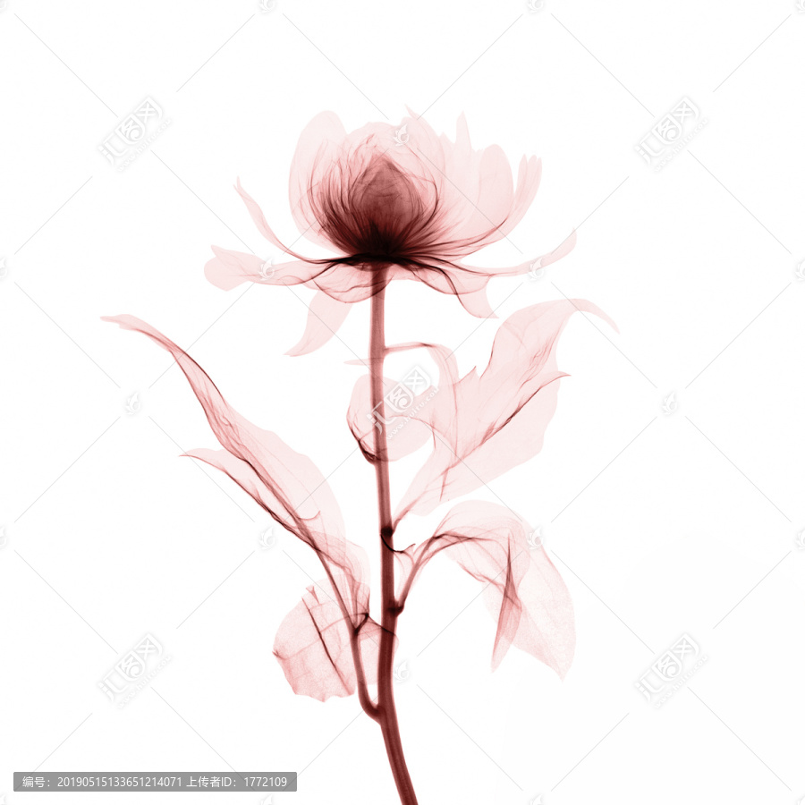 透明花朵