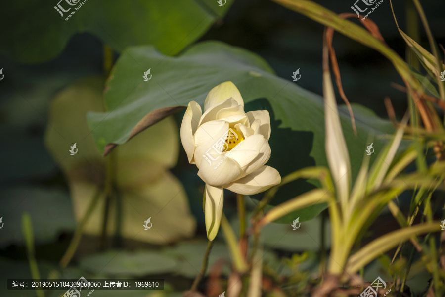 春末阳光下绽放的荷花