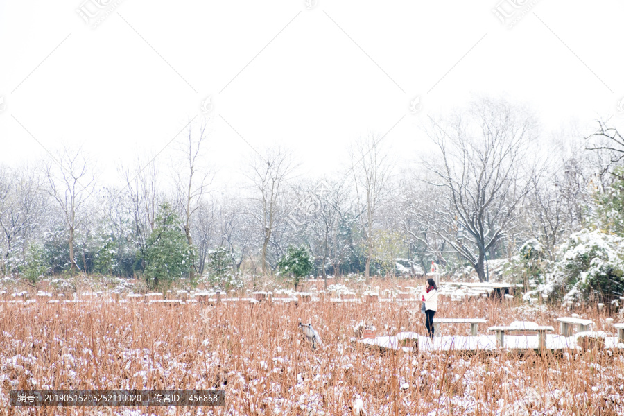 荷塘雪景