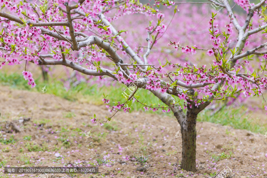 桃花