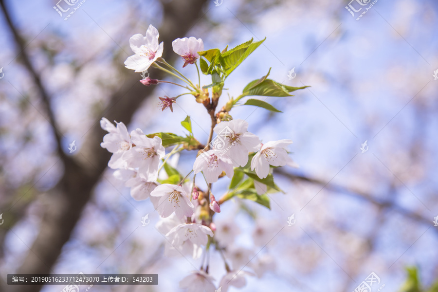 大连樱花