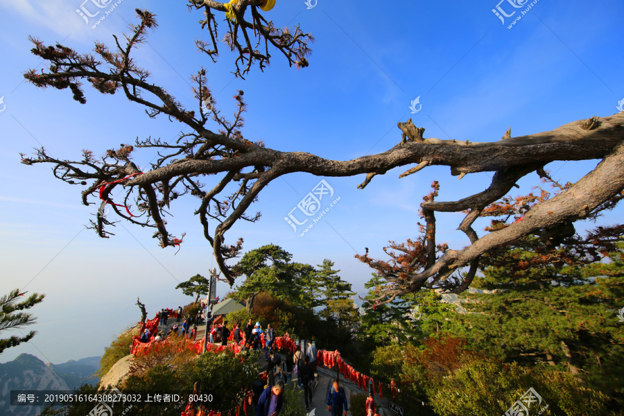 华山松树