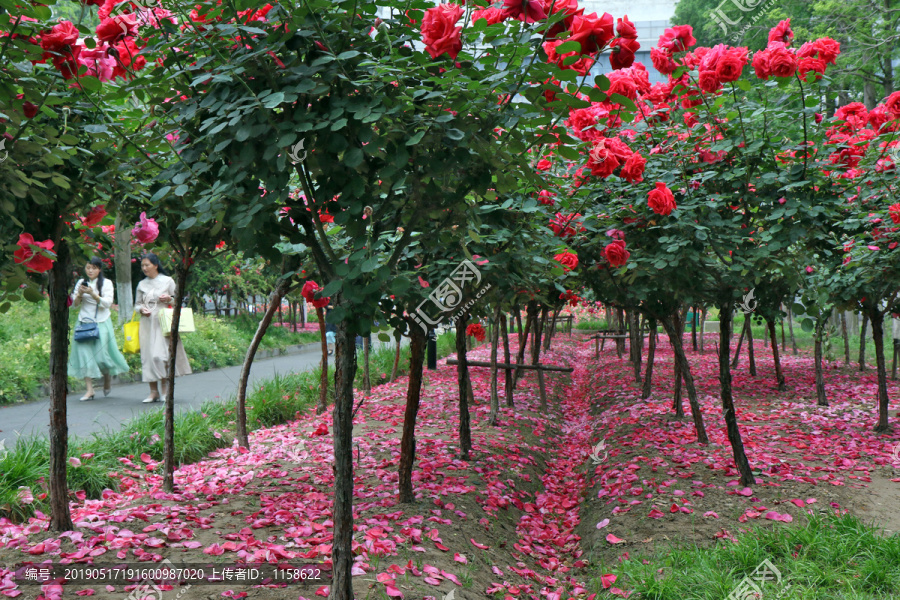 月季花瓣似红地毯