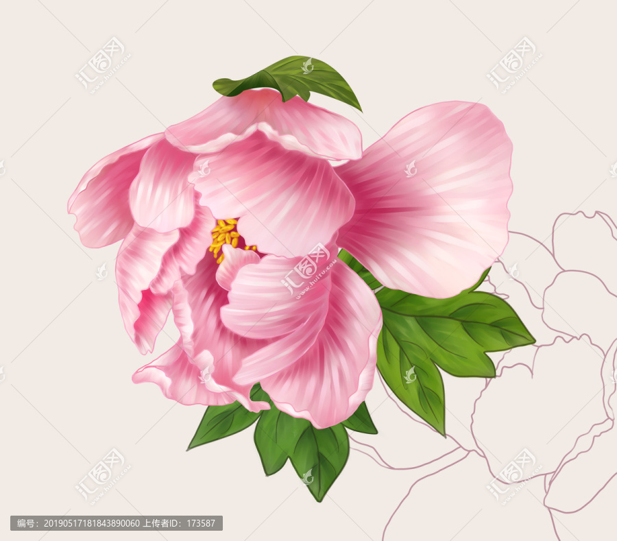 牡丹花