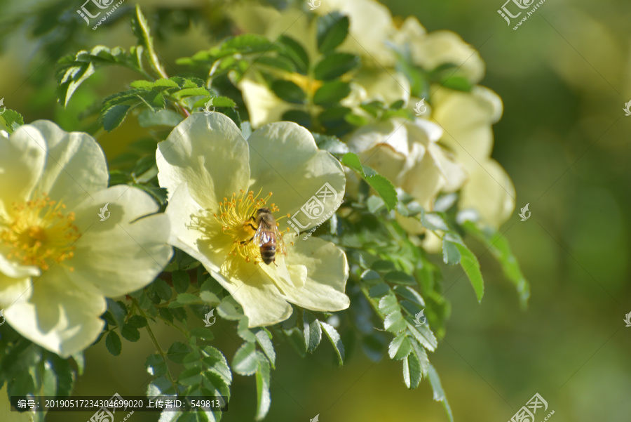 黄花