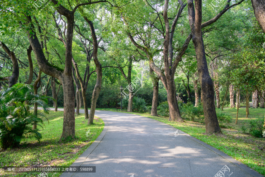 森林公园林荫大道