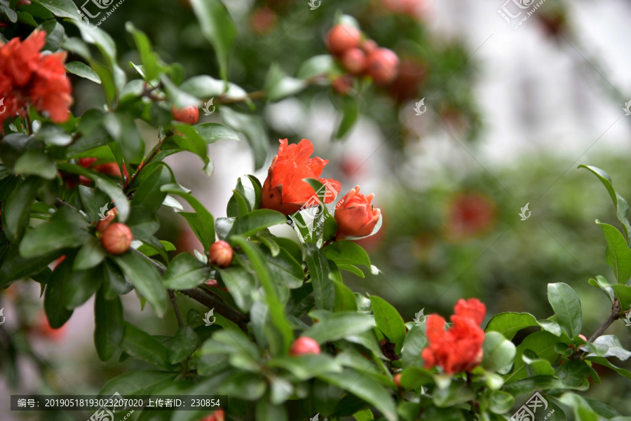 石榴花