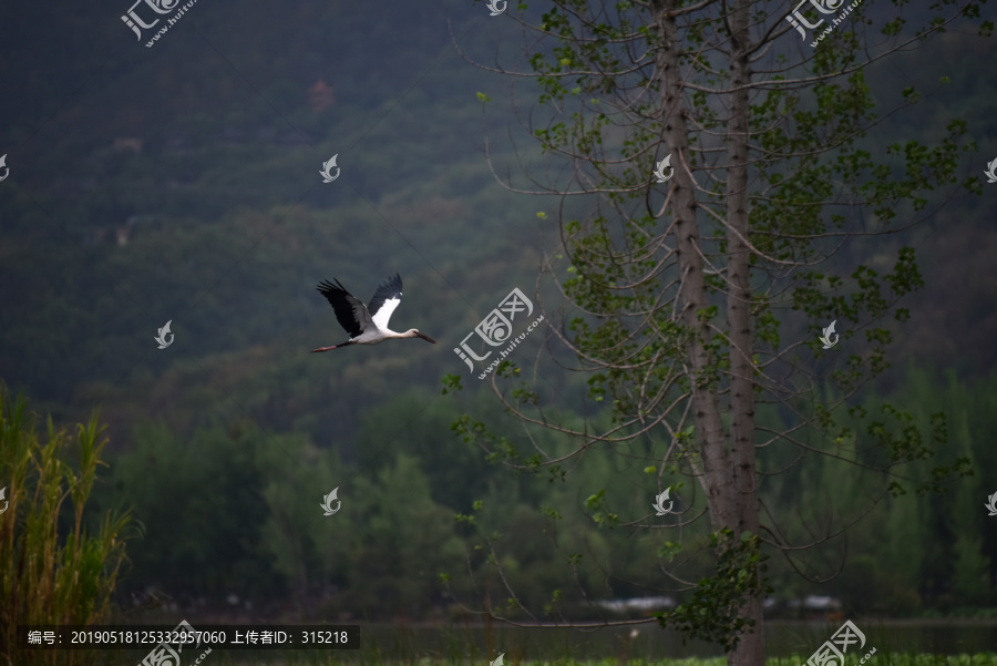 湿地白鹭