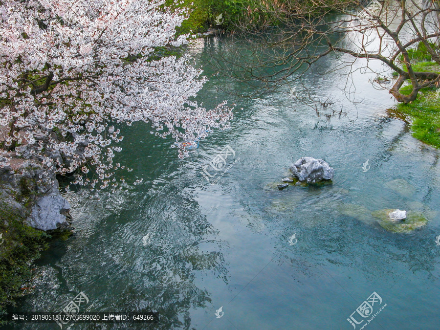 太子湾樱花