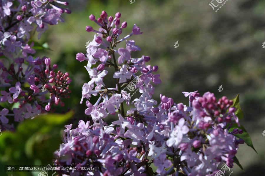 丁香花