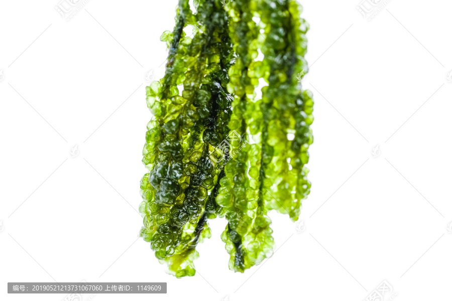 野生海藻