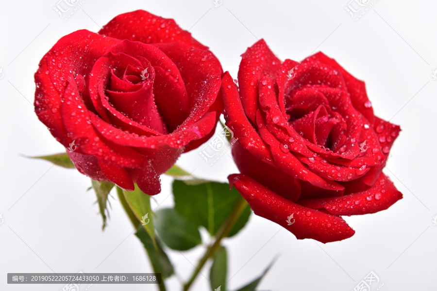 2枝红色玫瑰花