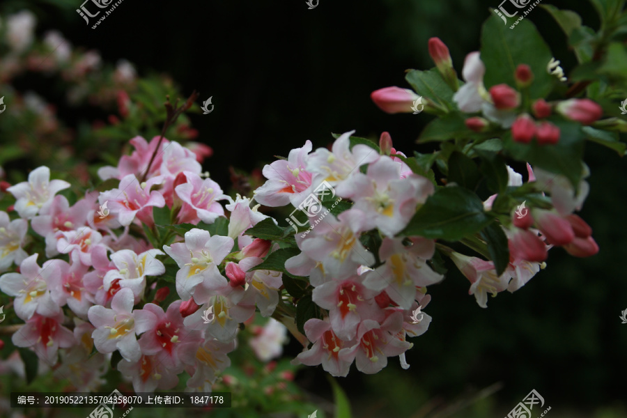 锦带花