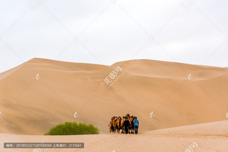 敦煌鸣沙山骆驼