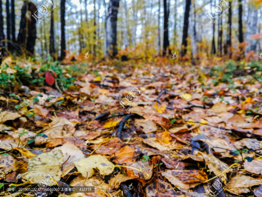 落叶满地的森林